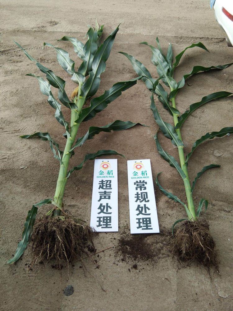 黑龍江雙鴨山市與佳木斯市的超聲波玉米、水稻種植田調查