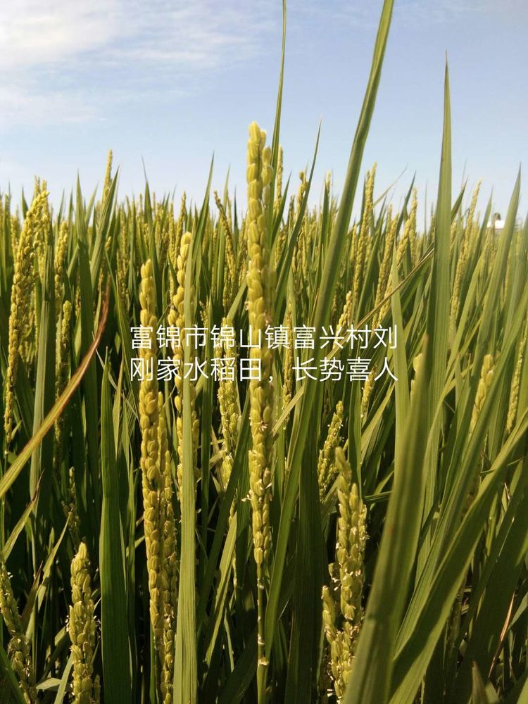 黑龍江雙鴨山市與佳木斯市的超聲波玉米、水稻種植田調查