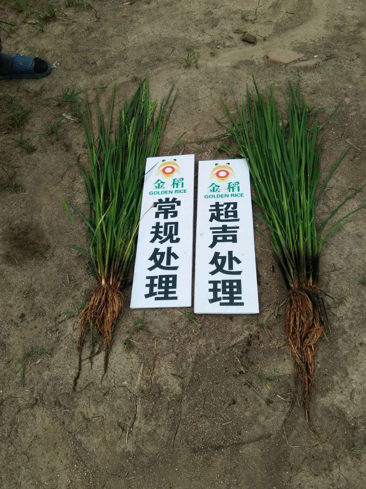 黑龍江雙鴨山市與佳木斯市的超聲波玉米、水稻種植田調查