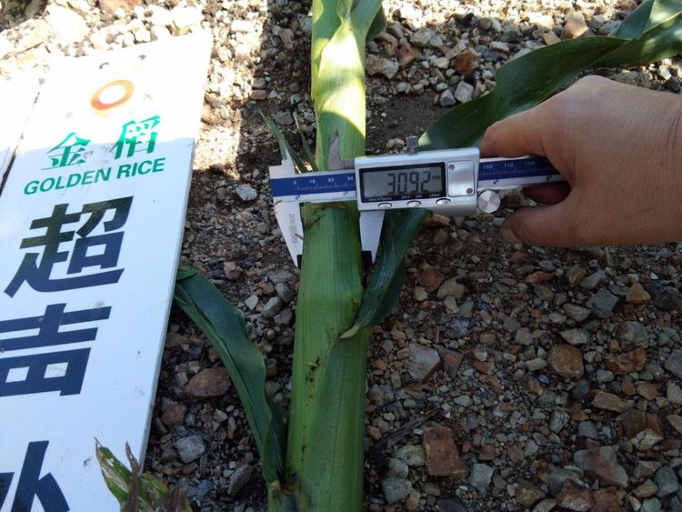黑龍江雙鴨山市與佳木斯市的超聲波玉米、水稻種植田調查