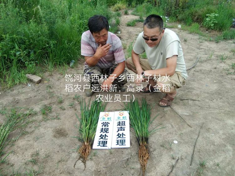 黑龍江雙鴨山市與佳木斯市的超聲波玉米、水稻種植田調查