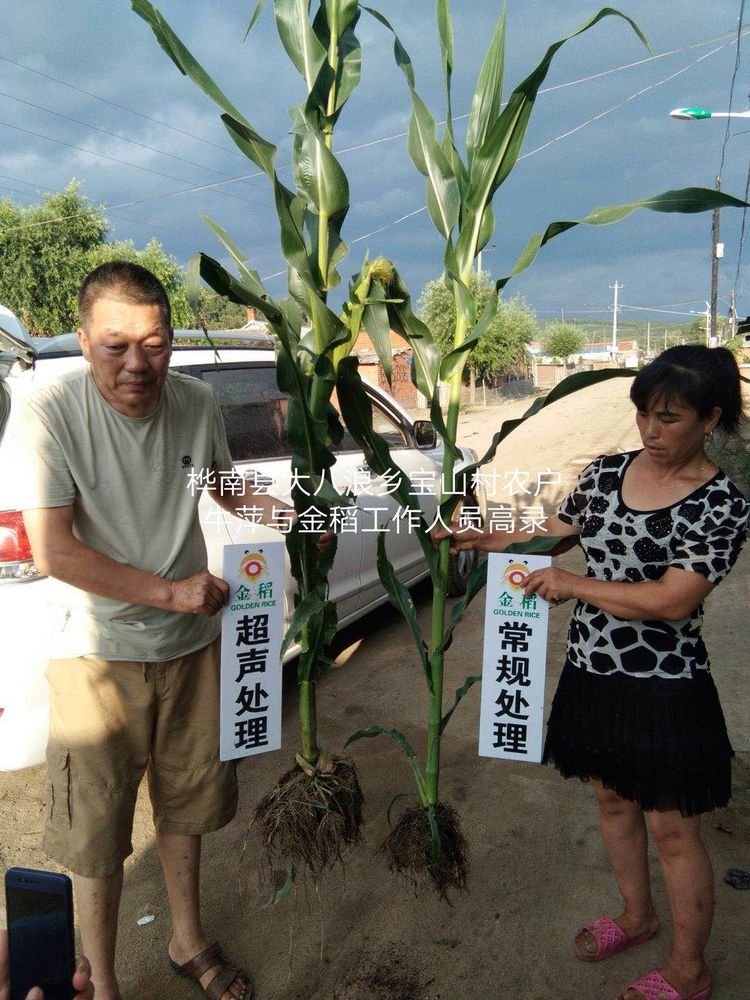 黑龍江雙鴨山市與佳木斯市的超聲波玉米、水稻種植田調查